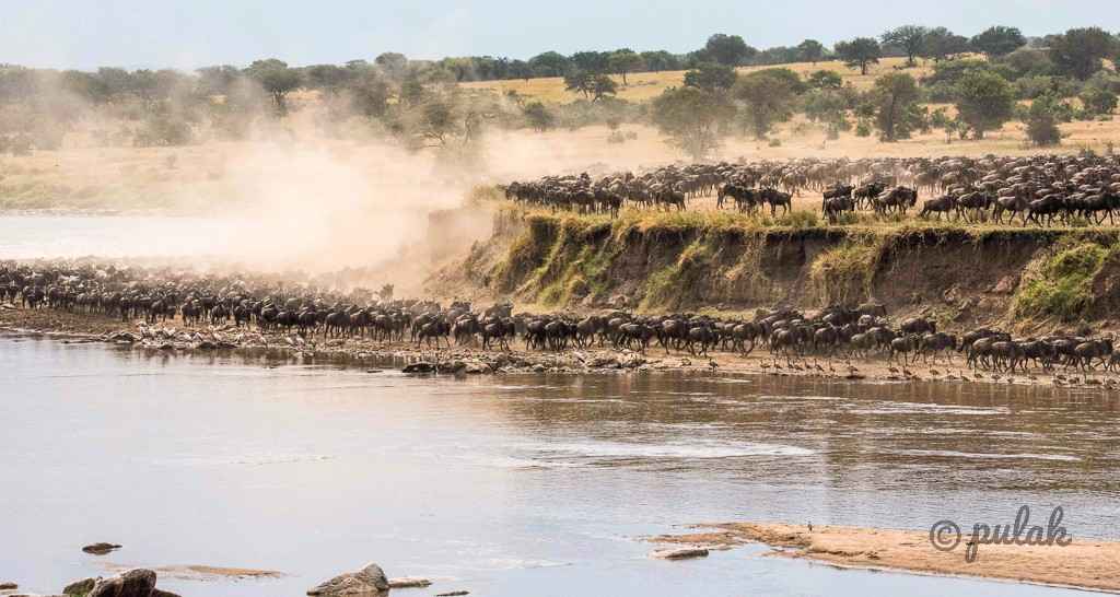 Wilderbeest migration